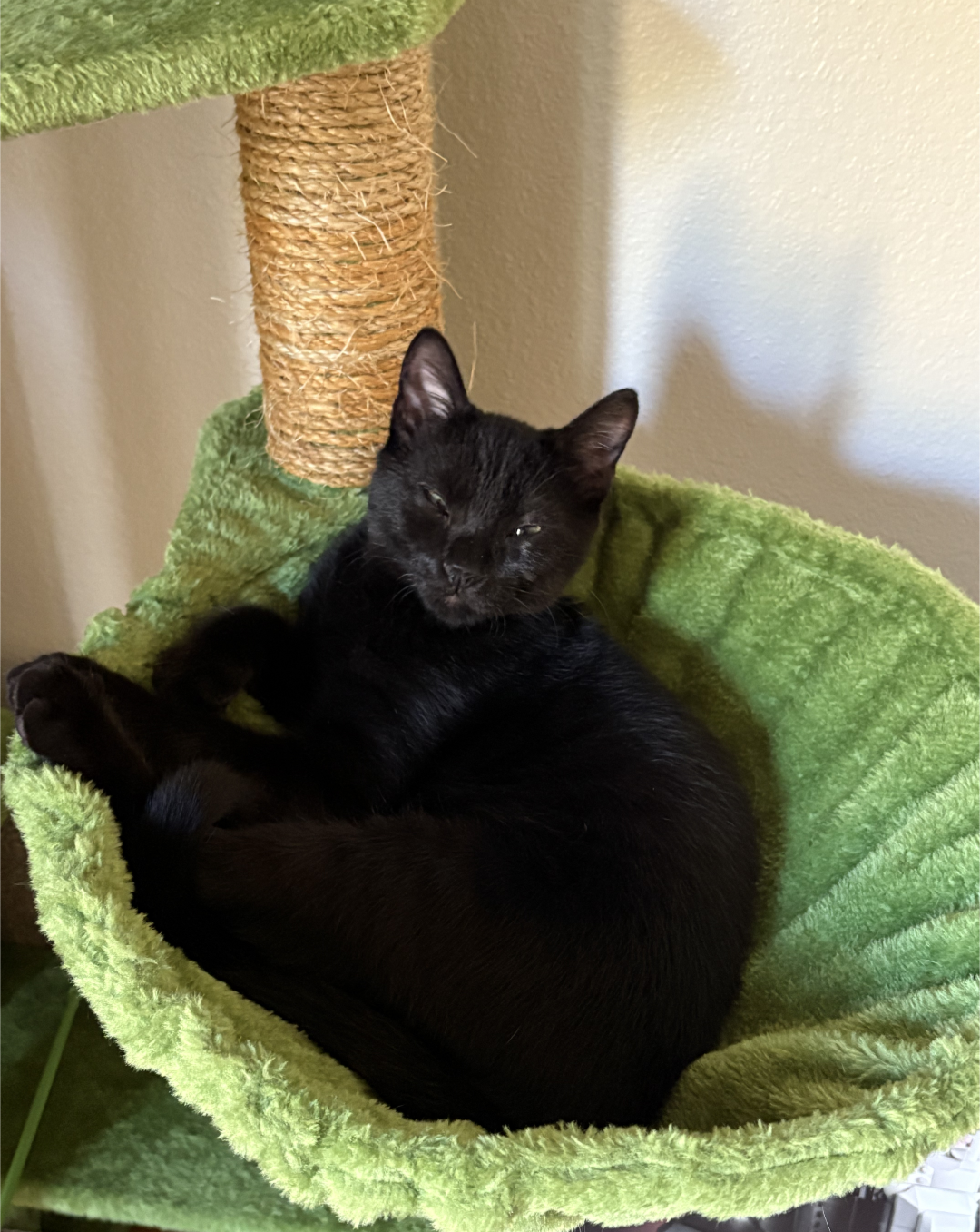 Binx Image