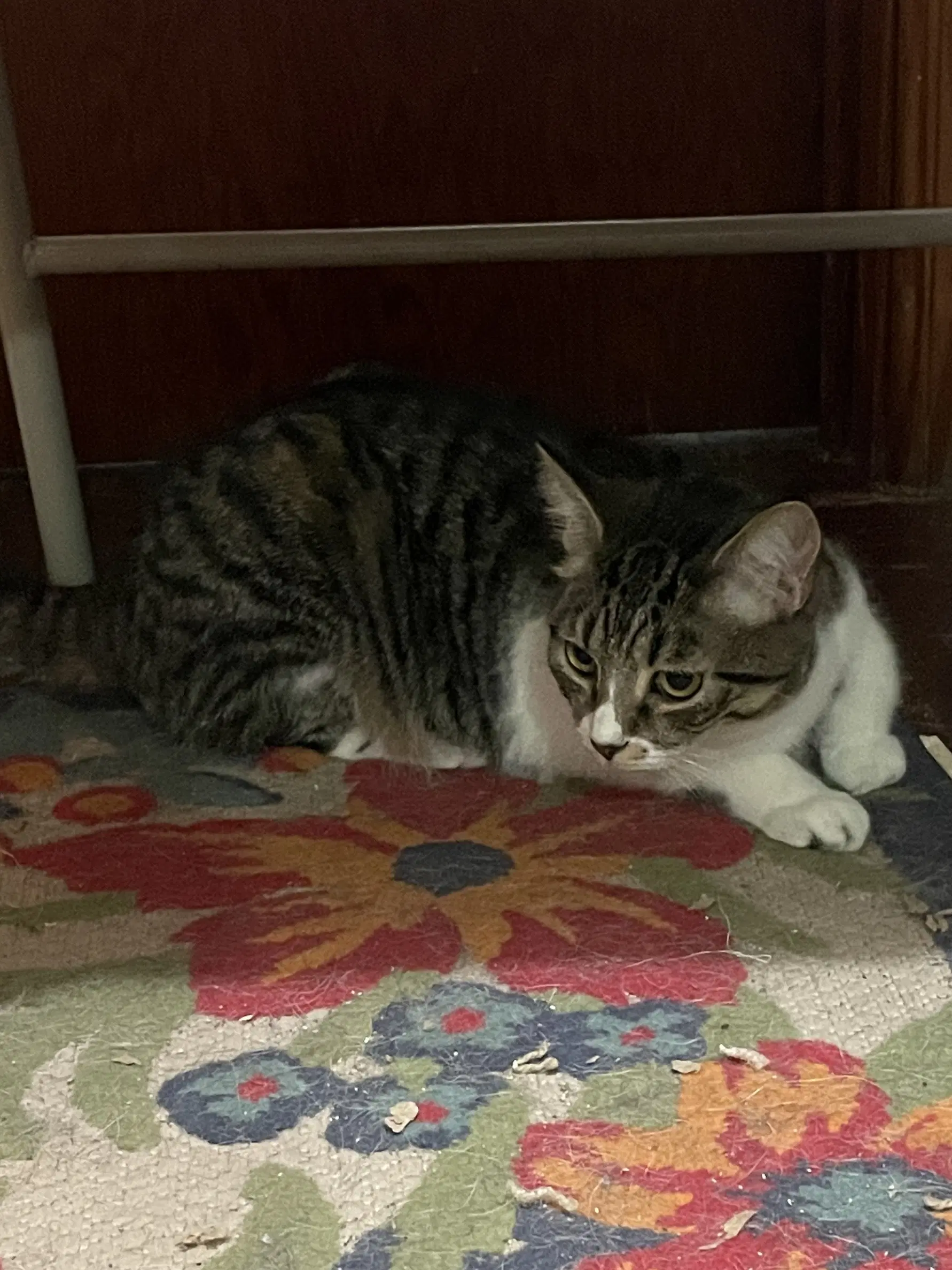 Shiloh image 4
