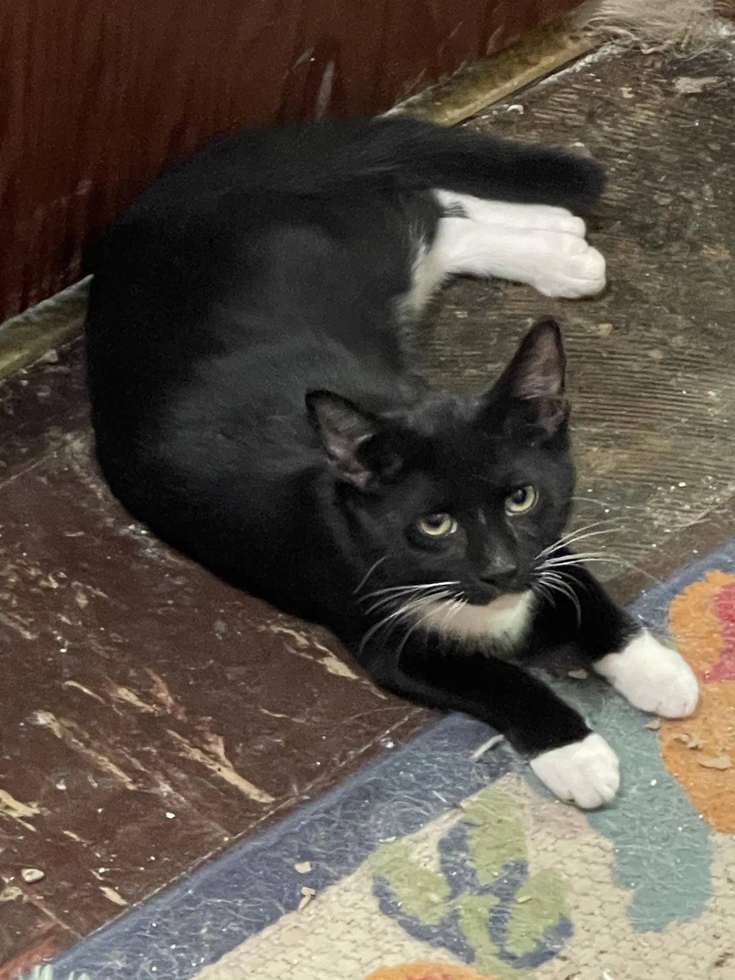 Sprite - Domestic Short Hair