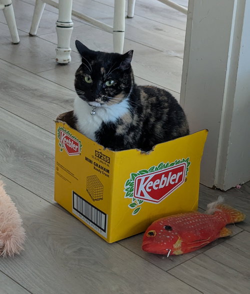 SPARKLE - Domestic Short Hair / Calico available for adoption