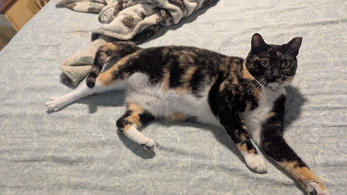 SPARKLE - Domestic Short Hair / Calico available for adoption