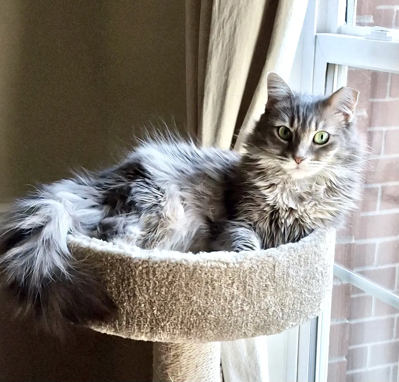 Daisy - Domestic Long Hair