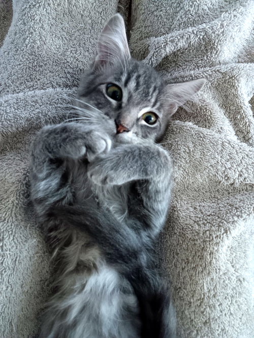 Sprout, an adoptable Domestic Short Hair in Pensacola, FL