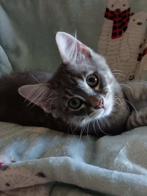 Poppy, an adoptable Domestic Short Hair in Pensacola, FL