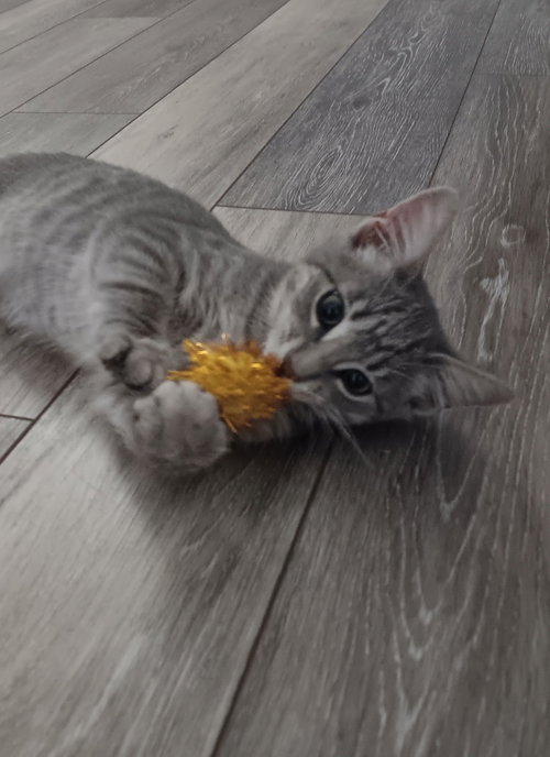 Pepper
