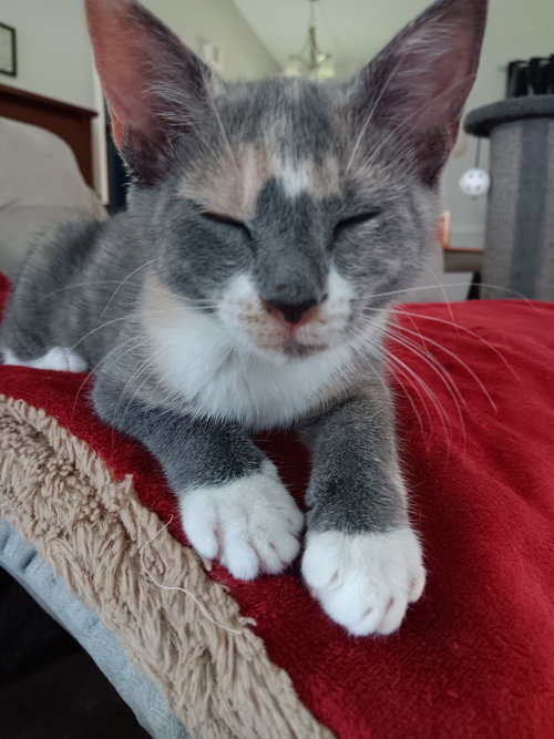 Powder, an adoptable Domestic Short Hair in Pensacola, FL