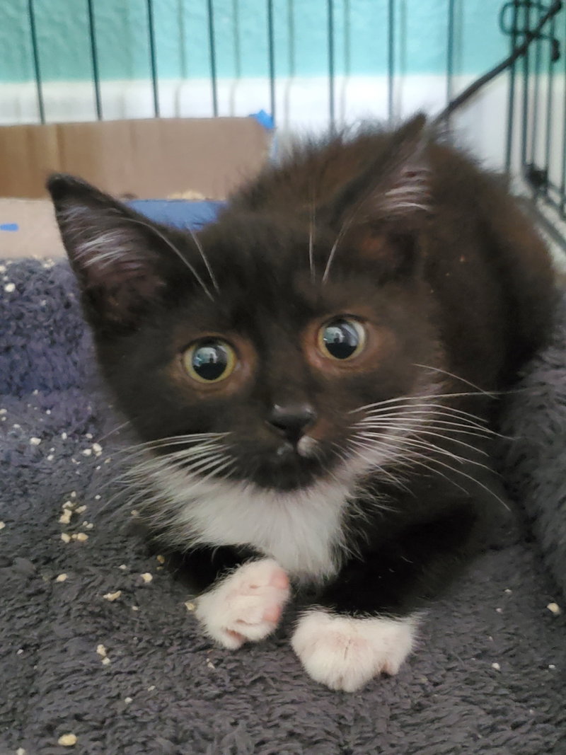 Sweet Pea, photo 6
