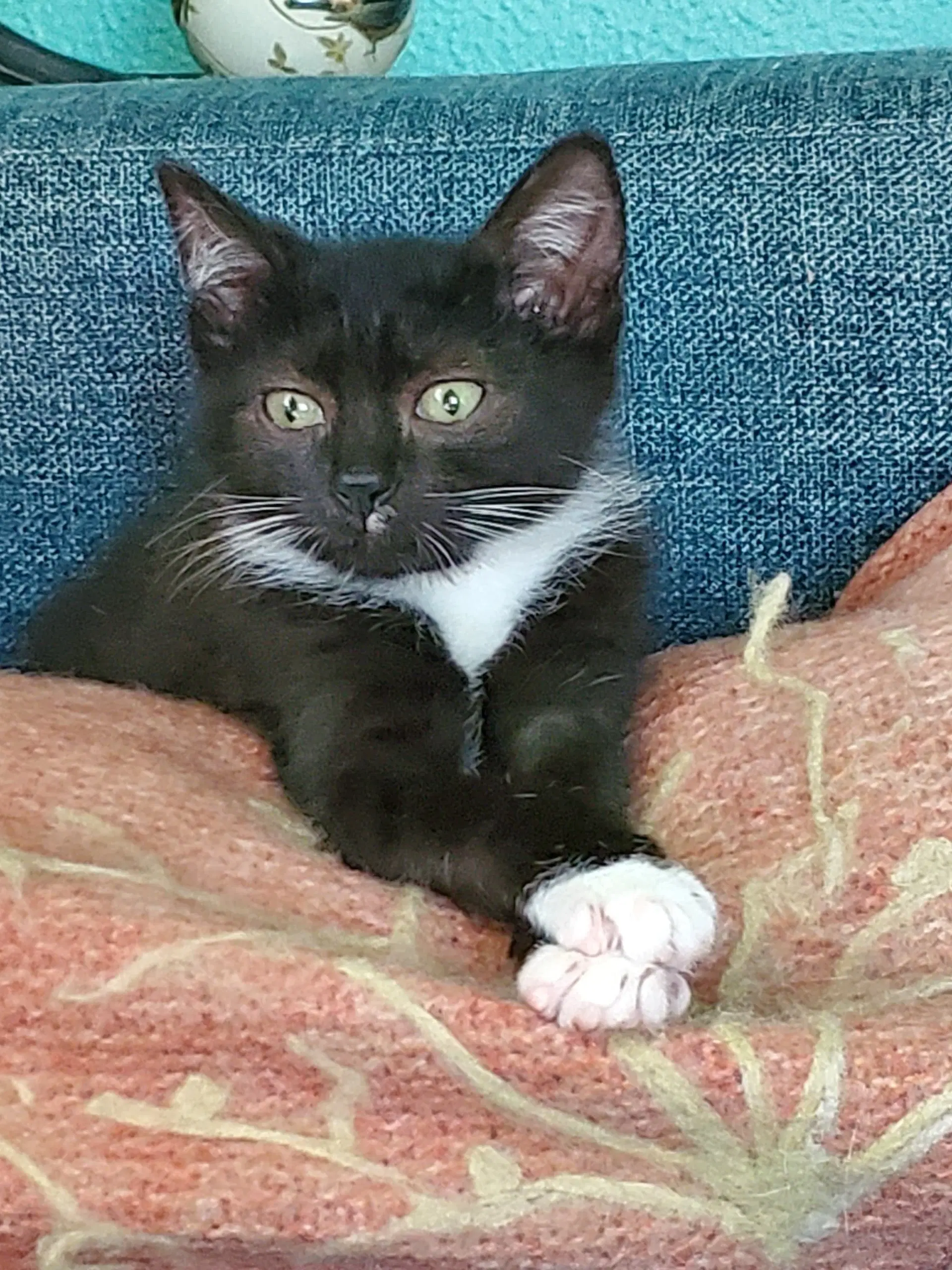 Sweet Pea - Domestic Short Hair
