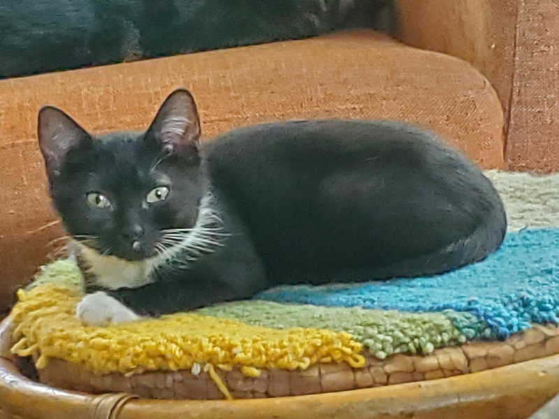 Sweet Pea, photo 3