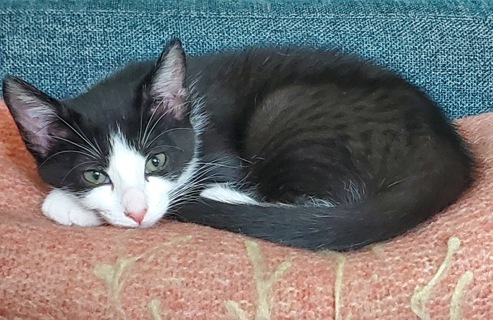 Max (Maxine), photo 6