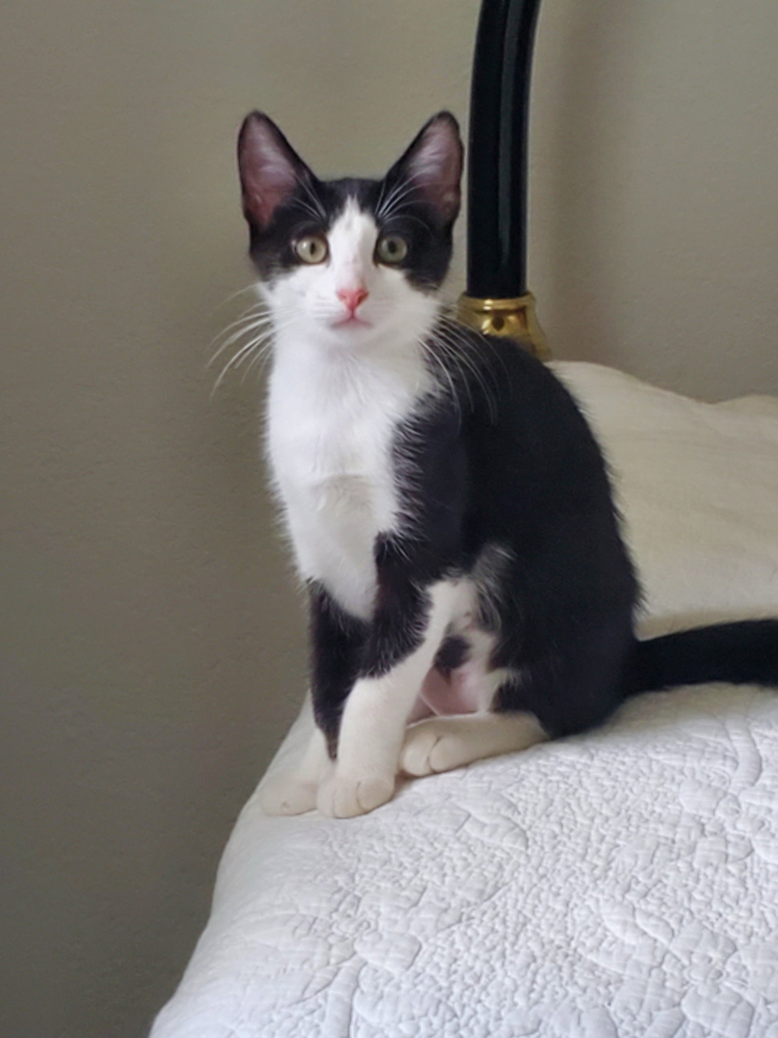Max (Maxine), photo 2