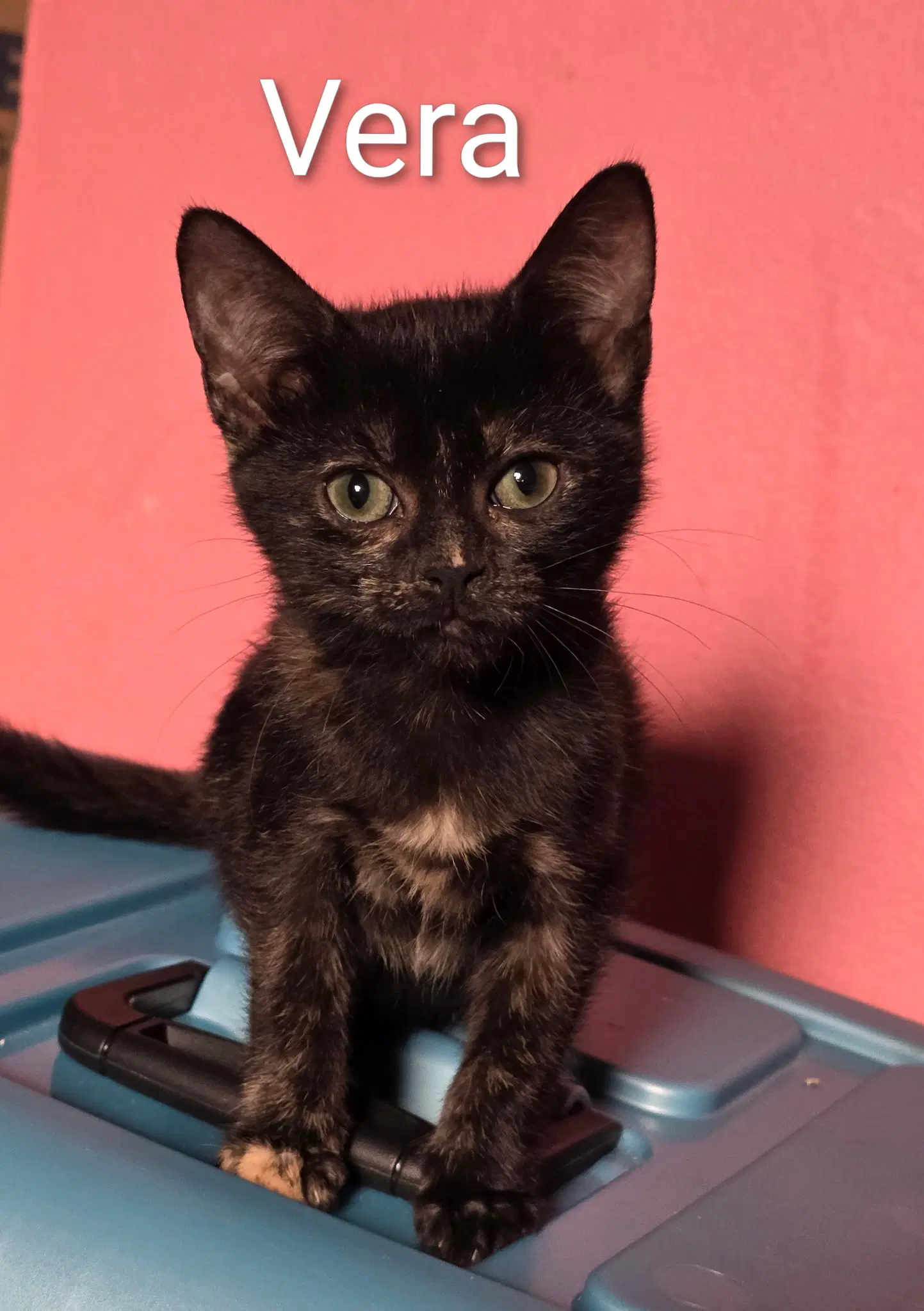 Vera - Domestic Short Hair