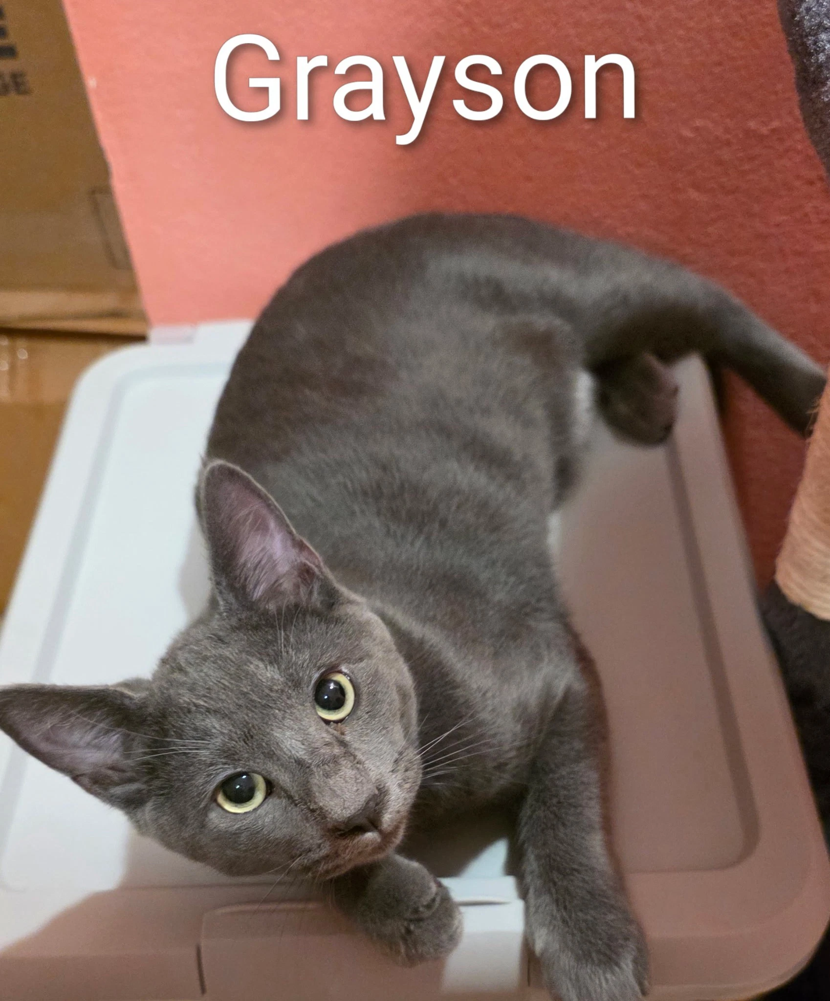 Grayson