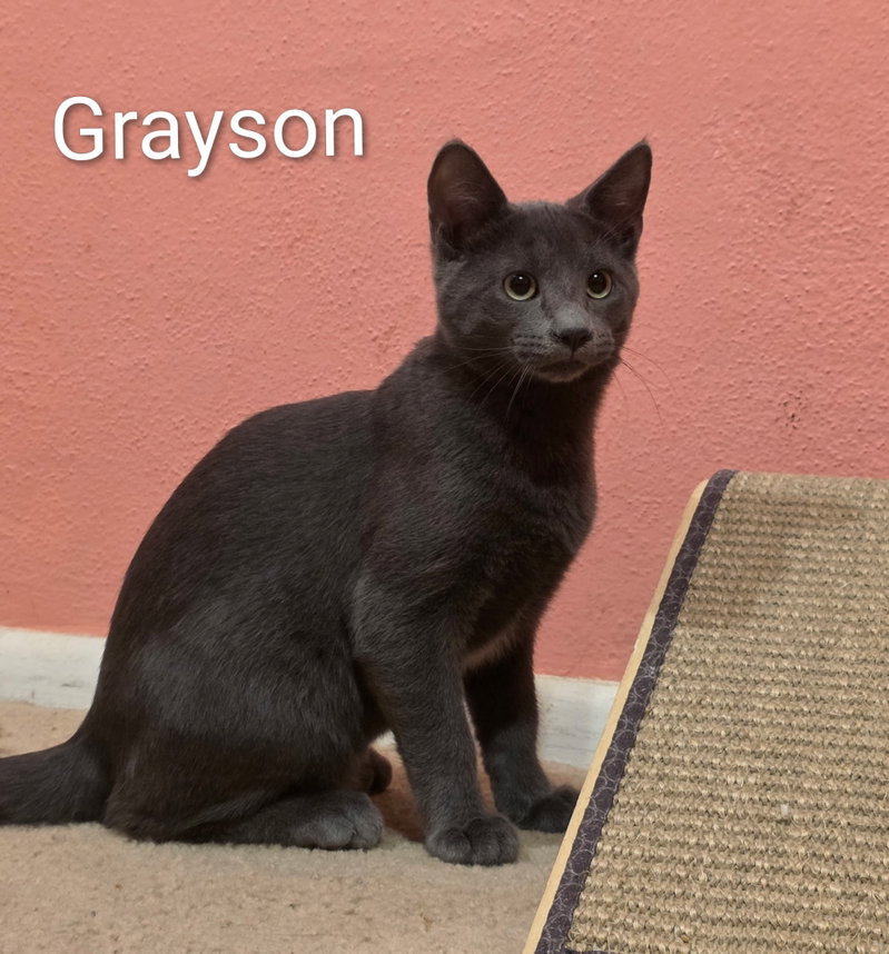 Grayson, photo 2