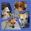 adoptable Dog in , OR named Prisco