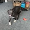 adoptable Dog in portland, OR named Tilly