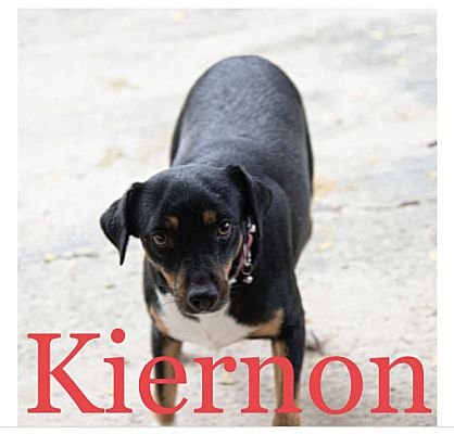 adoptable Dog in Beaverton, OR named Kiernon