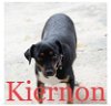 adoptable Dog in , OR named Kiernon