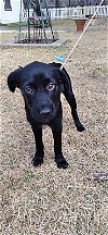 adoptable Dog in portland, OR named Oakley