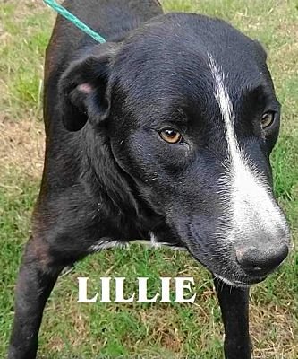 adoptable Dog in Portland, OR named Lillie