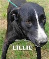 adoptable Dog in  named Lillie