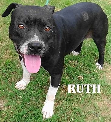 adoptable Dog in Portland, OR named Ruth