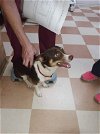 adoptable Dog in portland, OR named Romeo