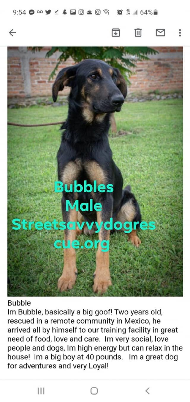 adoptable Dog in Portland, OR named Bubbles