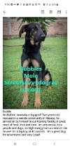 adoptable Dog in  named Bubbles