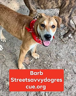 adoptable Dog in Portland, OR named Barb