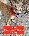 adoptable Dog in  named Barb