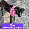 adoptable Dog in portland, OR named Nova