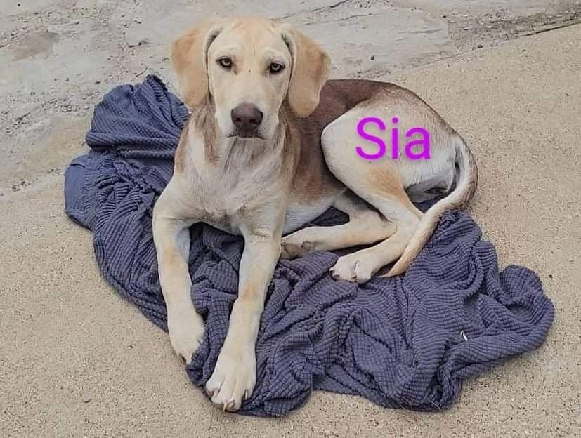adoptable Dog in Portland, OR named Sia