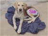 adoptable Dog in , OR named Sia