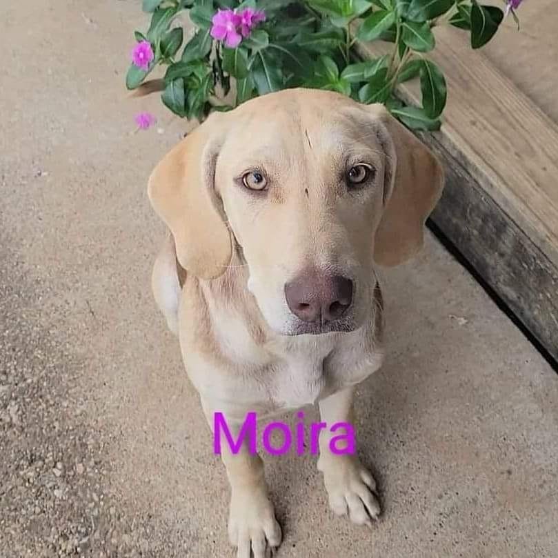 adoptable Dog in Portland, OR named Moira