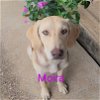 adoptable Dog in  named Moira