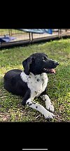 adoptable Dog in portland, OR named Kugel