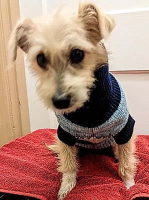 adoptable Dog in Portland, OR named Lillie