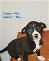 adoptable Dog in , OR named Von
