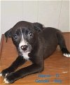 adoptable Dog in , OR named Ti