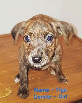 adoptable Dog in Portland, OR named Tiga
