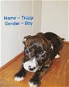 adoptable Dog in , OR named Trapp