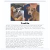 adoptable Dog in , OR named Touille