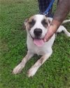 adoptable Dog in  named Lucy Lu