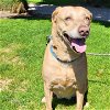 adoptable Dog in , OR named Gypsy