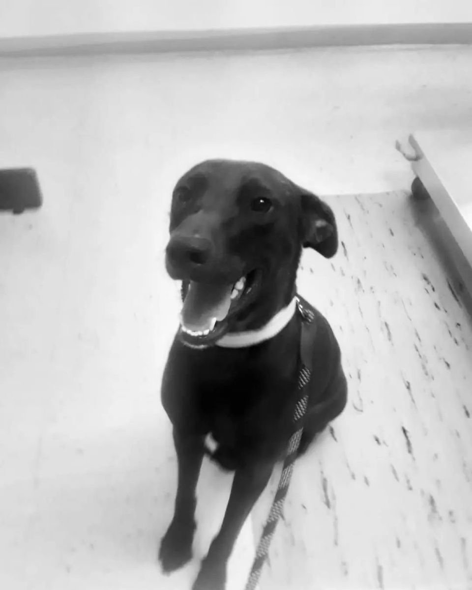 adoptable Dog in Seattle, WA named Scarlett O'Hara
