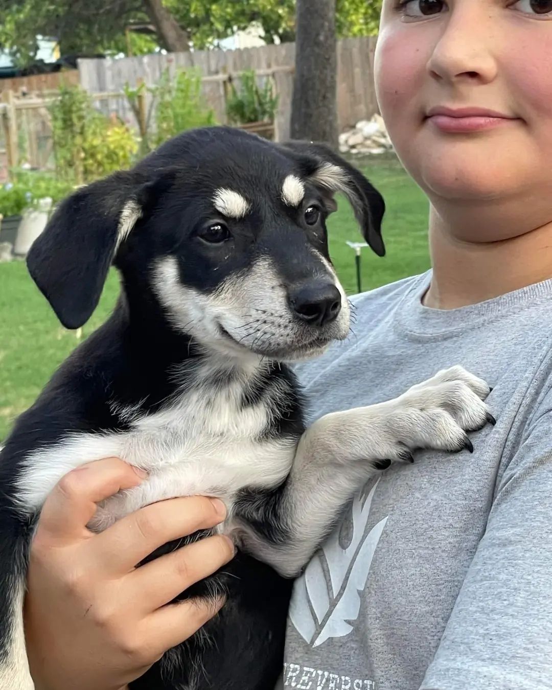 Dog for Adoption Charlene, a Australian Cattle Dog/Blue Heeler in Tangent, OR Alpha Paw