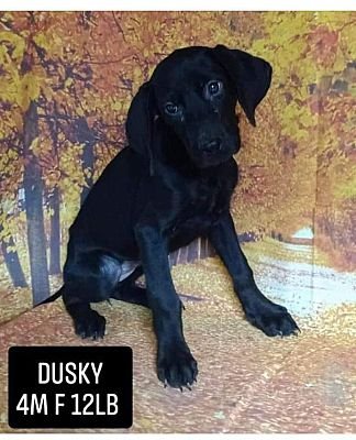 adoptable Dog in Portland, OR named Dusky