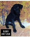adoptable Dog in portland, OR named Dusky
