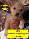 adoptable Dog in  named Nina